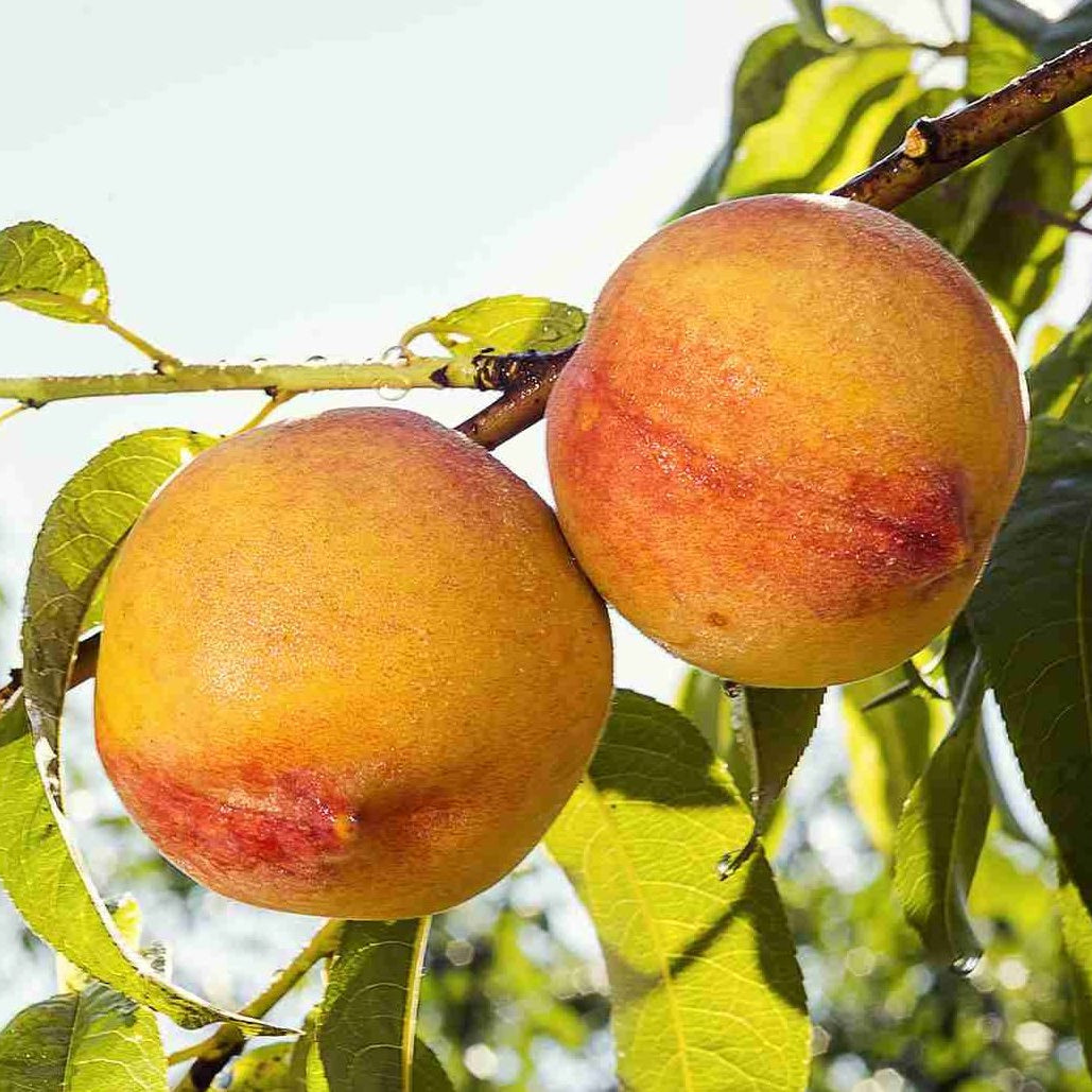 Nectarine 'Nectarina™' - Ladybird Nursery