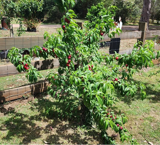 Nectarine 'Queen Giant' - Ladybird Nursery