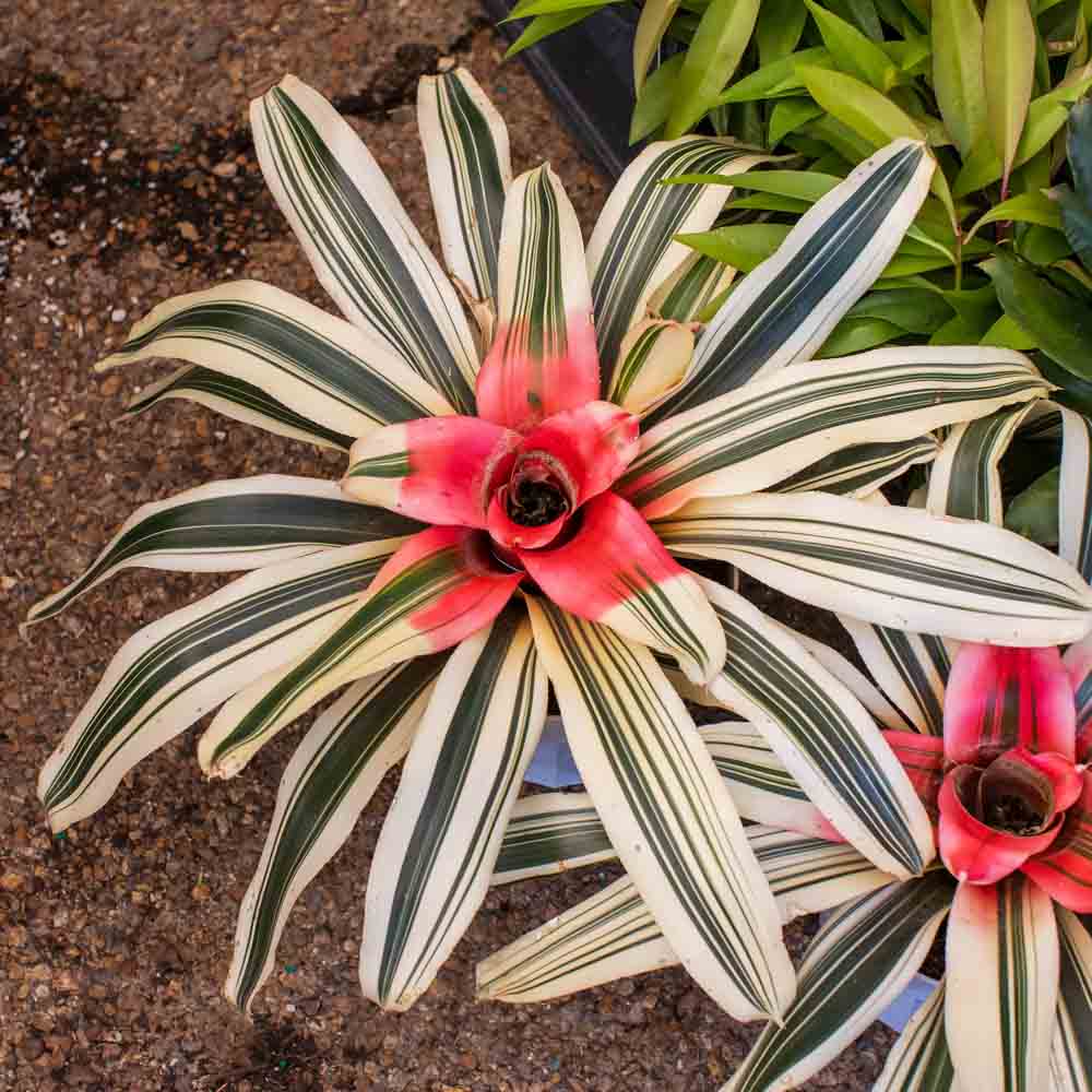 Bromeliad Gwenda (Neoregelia) - Ladybird Nursery