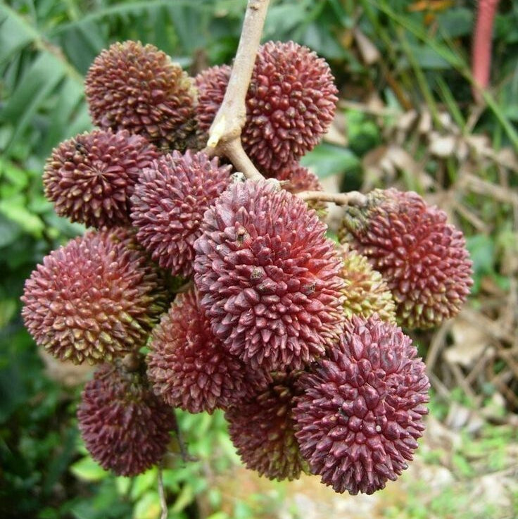 Pulasan (Nephelium ramboutan - ake) - Ladybird Nursery