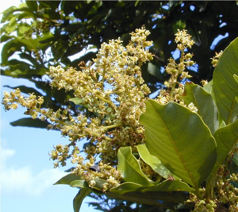 Pulasan (Nephelium ramboutan - ake) - Ladybird Nursery