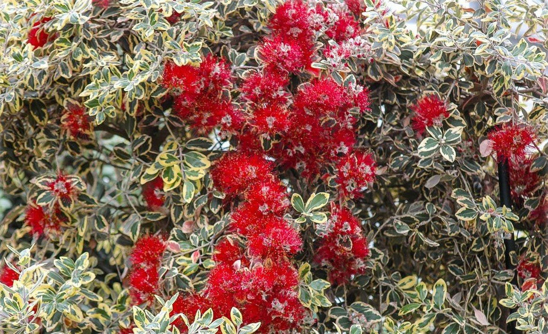 New Zealand Christmas Tree variegata (Metrosideros excelsa) - Ladybird Nursery