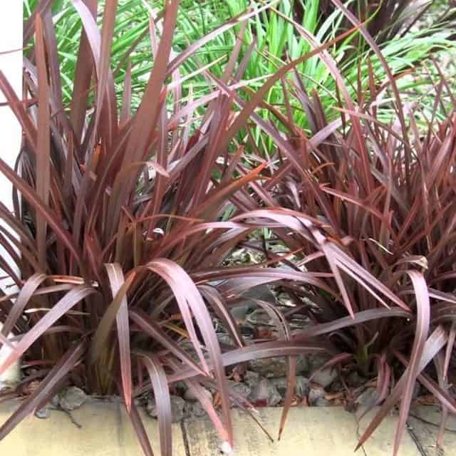New Zealand Flax Bronze Baby Tissue Culture (Phormium) - Ladybird Nursery