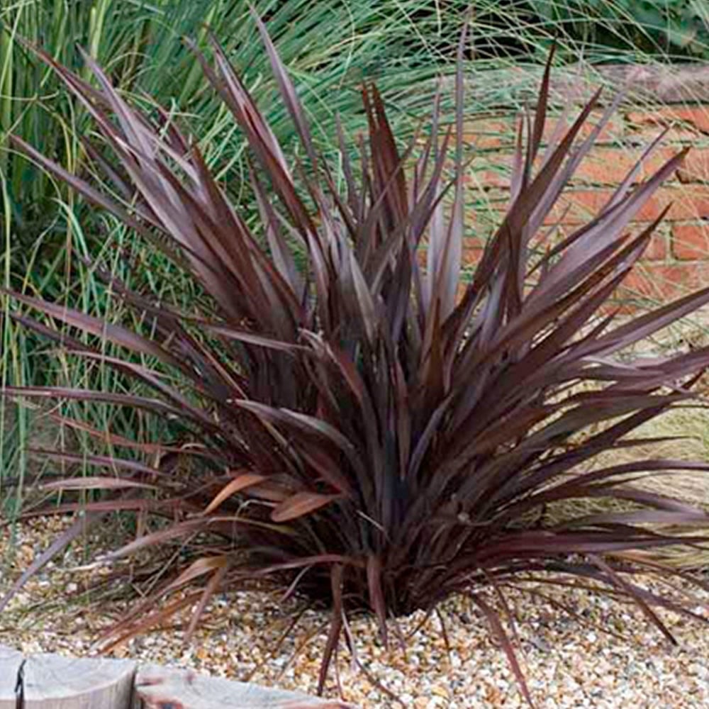 New Zealand Flax Bronze Baby Tissue Culture (Phormium) - Ladybird Nursery
