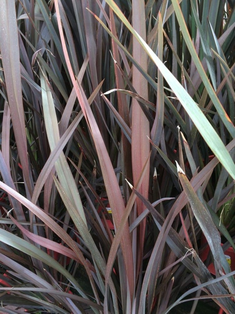 New Zealand Flax Bronze Warrior Tissue Culture (Phormium) - Ladybird Nursery