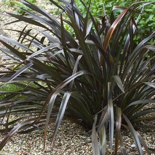New Zealand Flax Bronze Warrior Tissue Culture (Phormium) - Ladybird Nursery