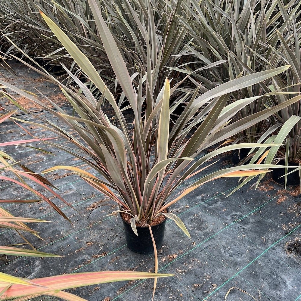 New Zealand Flax Chocolate Stripe (Phormium) - Ladybird Nursery