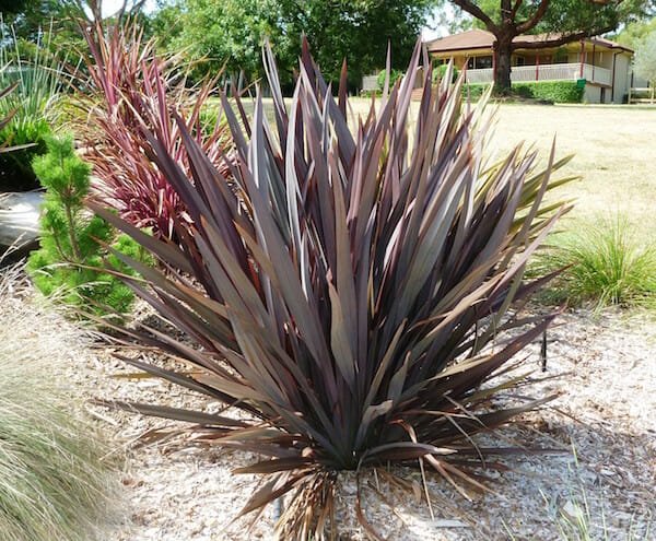 New Zealand Flax Purple Haze (Phormium) - Ladybird Nursery