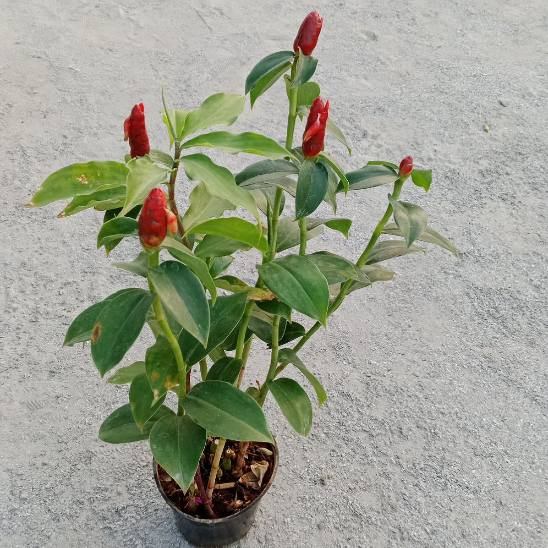 Indian Head Ginger (Costus spicatus) - Ladybird Nursery