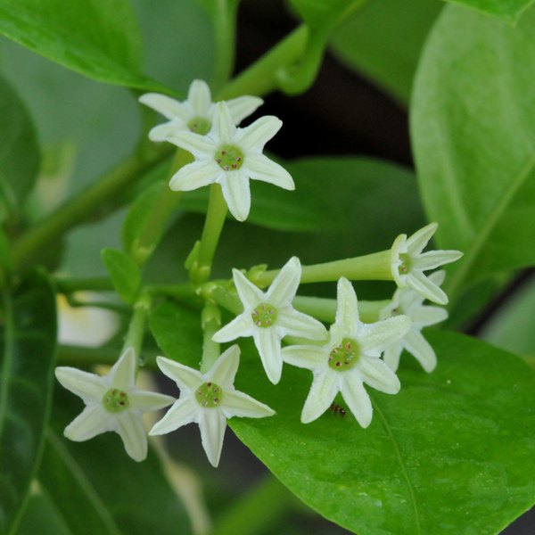 Night Scented Jasmine