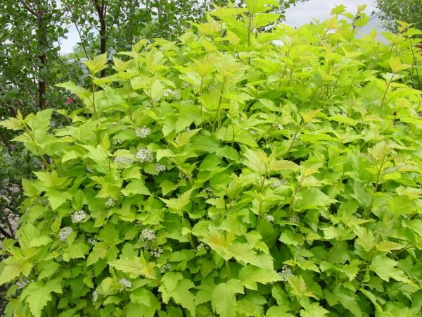 Ninebark Angel Gold (Physocarpus opulifolius) - Ladybird Nursery