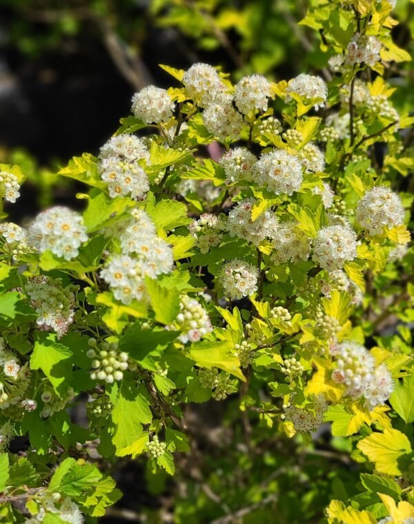 Ninebark Angel Gold (Physocarpus opulifolius) - Ladybird Nursery