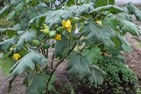 Nipplefruit (Solanum mammosum) - Ladybird Nursery