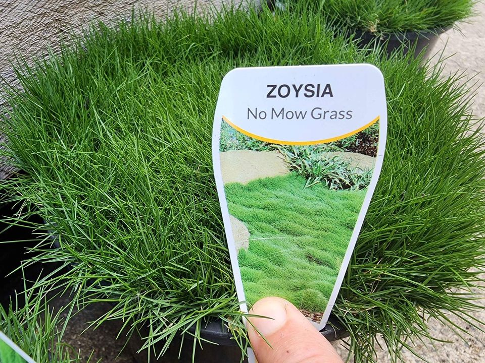 No Mow Grass - Ladybird Nursery