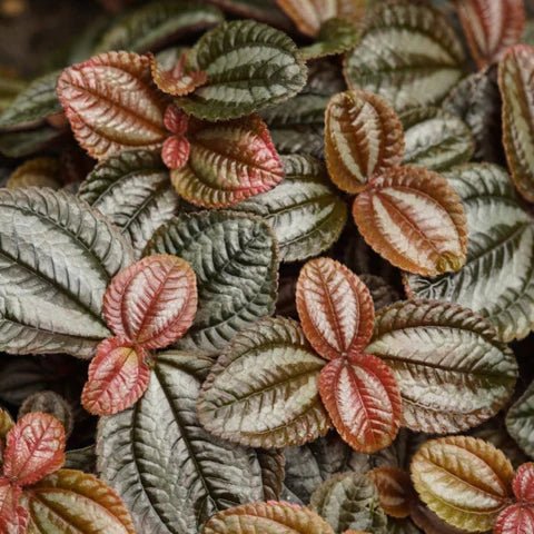 Pilea (Pilea norfolk) - Ladybird Nursery
