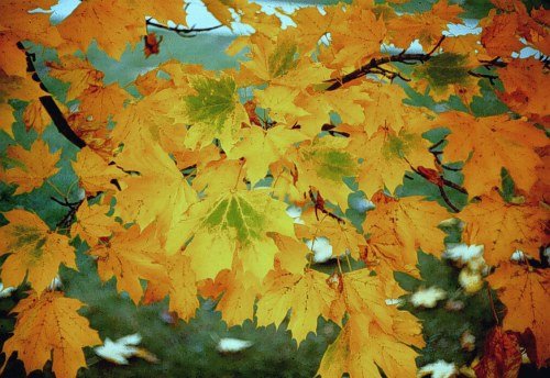 Norway Maple (Acer platanoides) - Ladybird Nursery