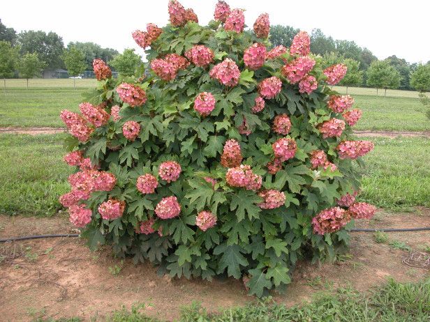 Oakleaf Hydrangea Munchkin (Hydrangea quercifolia) - Ladybird Nursery