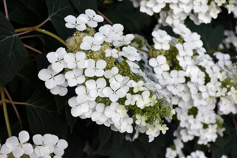Oakleaf Hydrangea Pee Wee (Hydrangea quercifolia) - Ladybird Nursery