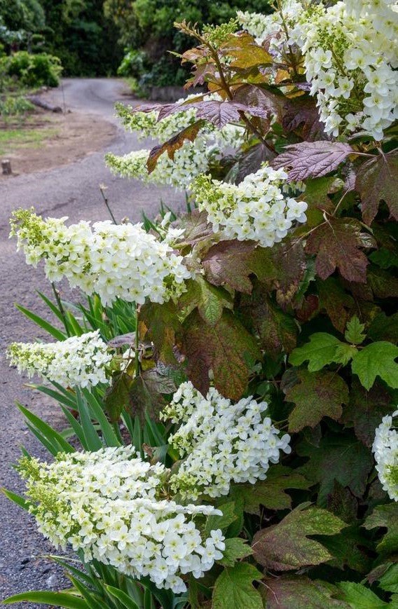 Oakleaf Hydrangea Prinsnow (Hydrangea quercifolia) - Ladybird Nursery