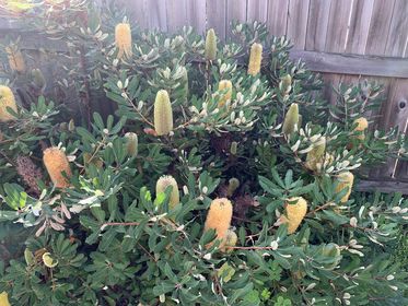 Oblong - leaved Banksia (Banksia oblongifolia) - Ladybird Nursery