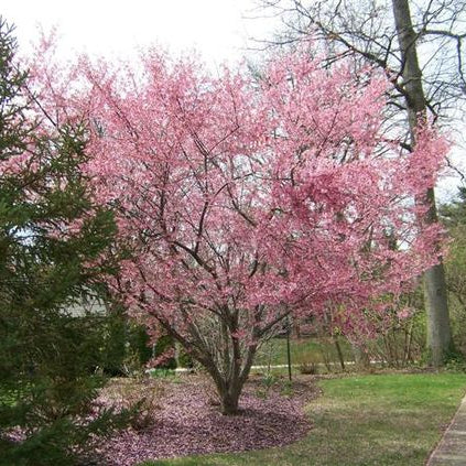 Flowering Cherry 'Okame' (Prunus campanulata x incisa) - Ladybird Nursery