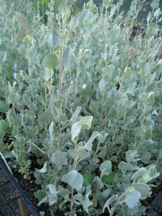 Old Man Saltbush (Atriplex nummularia)