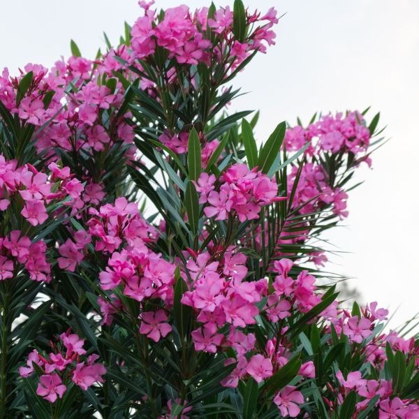 Oleander Dwarf Double Pink (Nerium oleander) - Ladybird Nursery