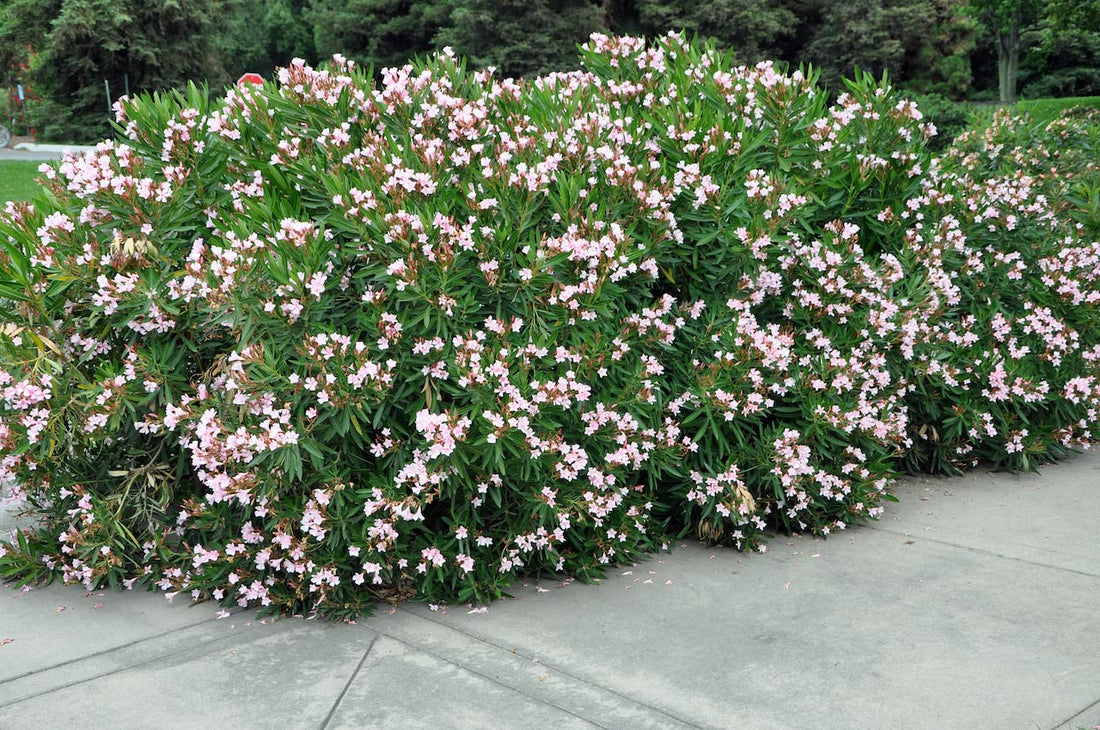 Oleander Dwarf Pink (Nerium oleander) - Ladybird Nursery