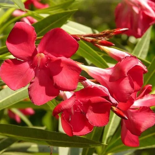 Oleander Monrovia Red (Nerium oleander) - Ladybird Nursery