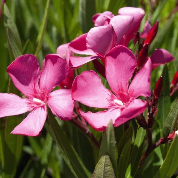 Oleander 'Delphine' (Nerium oleander) - Ladybird Nursery