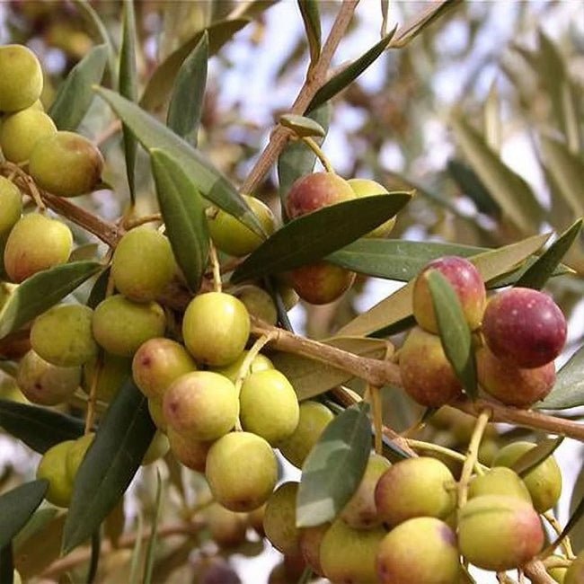 Olive Azapa - Ladybird Nursery