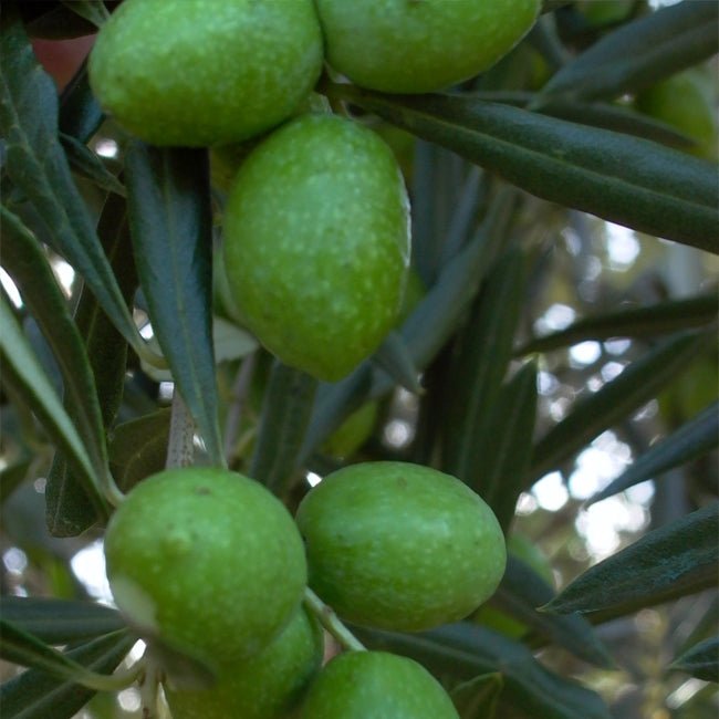 Olive Del Morocco - Ladybird Nursery