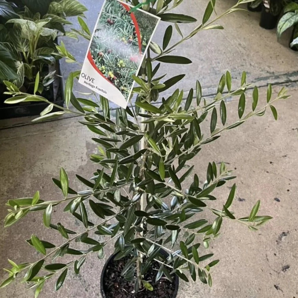 Olive 'Heritage Frantoio' - Large - Ladybird Nursery