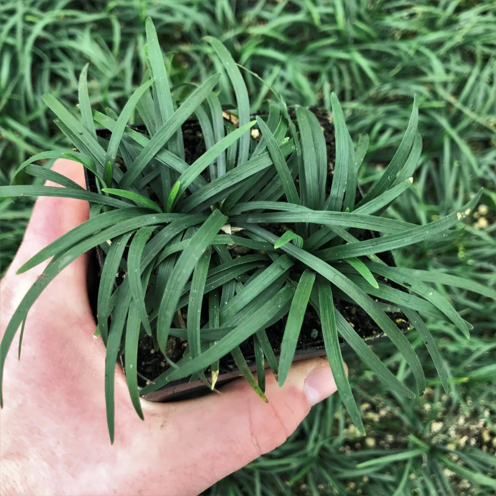 Dwarf Mondo Grass Nana (Ophiopogon japonicus) - Ladybird Nursery