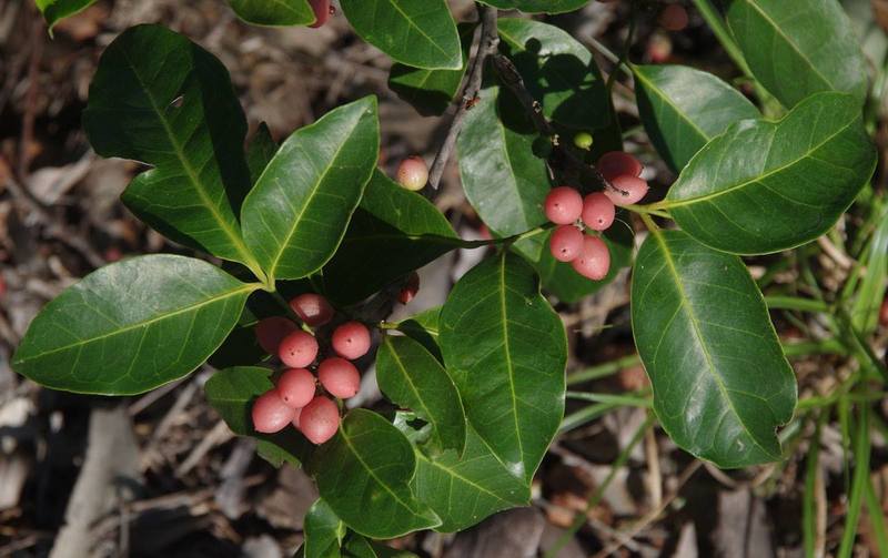 Orange Berry (Glycosmis trifoliata) - Ladybird Nursery