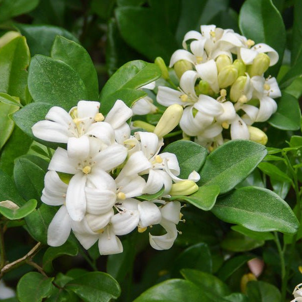 Orange Jessamine (Murraya paniculata) - Ladybird Nursery