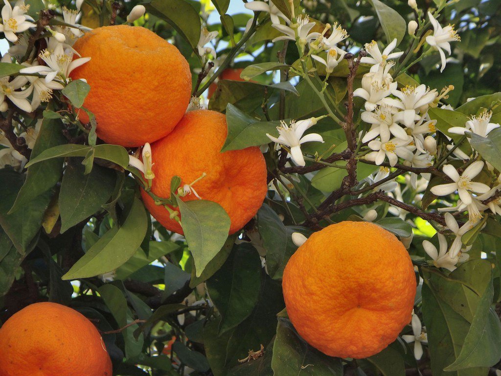 Orange 'Seville Bitter Sweet' (QLD Only) - Ladybird Nursery