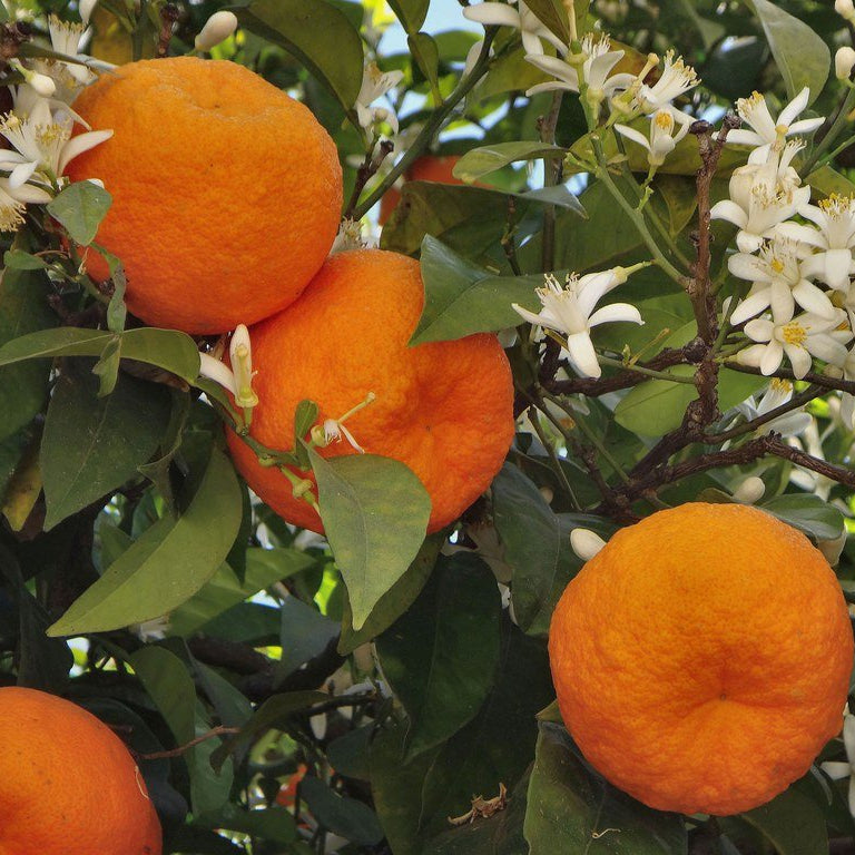 Orange 'Seville Bitter Sweet' (QLD Only) - Ladybird Nursery