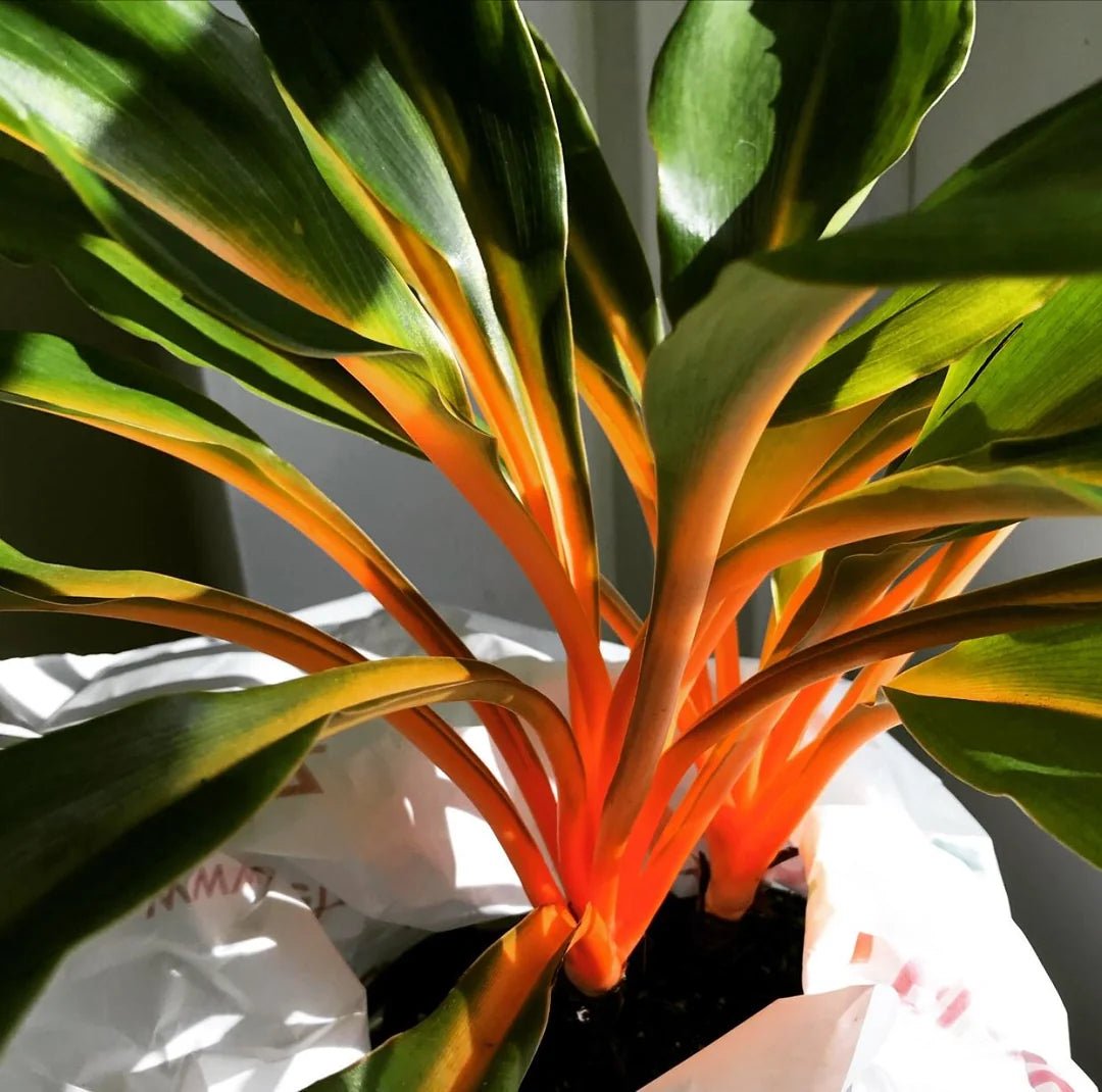 Orange Spider Plant (Chlorophytum orchidastrum) - Ladybird Nursery