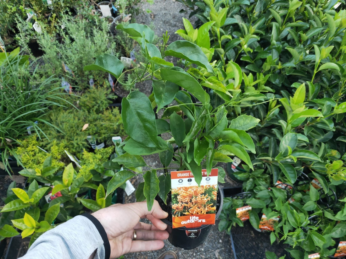 Orange Trumpet Vine (Pyrostegia venusta) - Ladybird Nursery