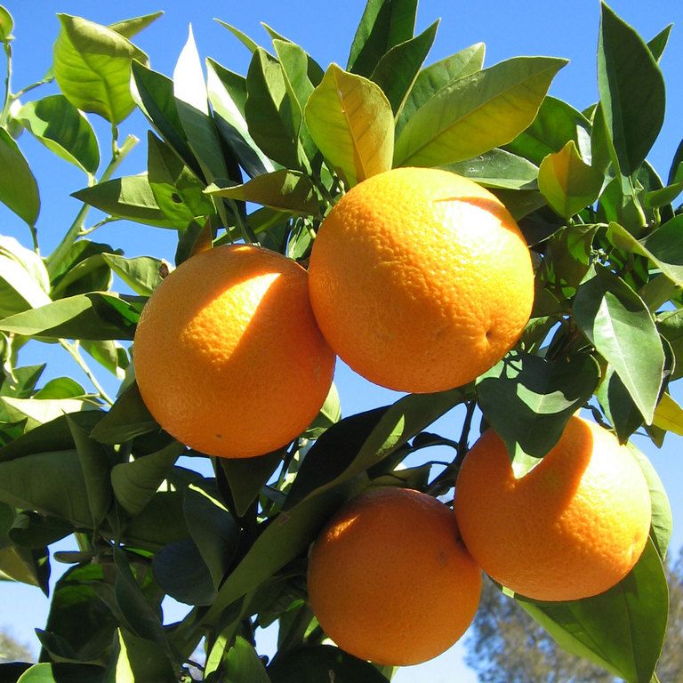 Dwarf Orange Valencia (QLD ONLY) - Ladybird Nursery