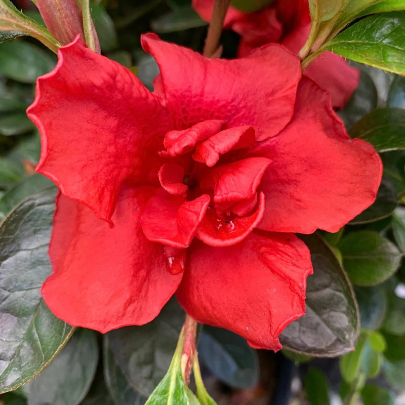Azalea indica Orange Chimes - Ladybird Nursery