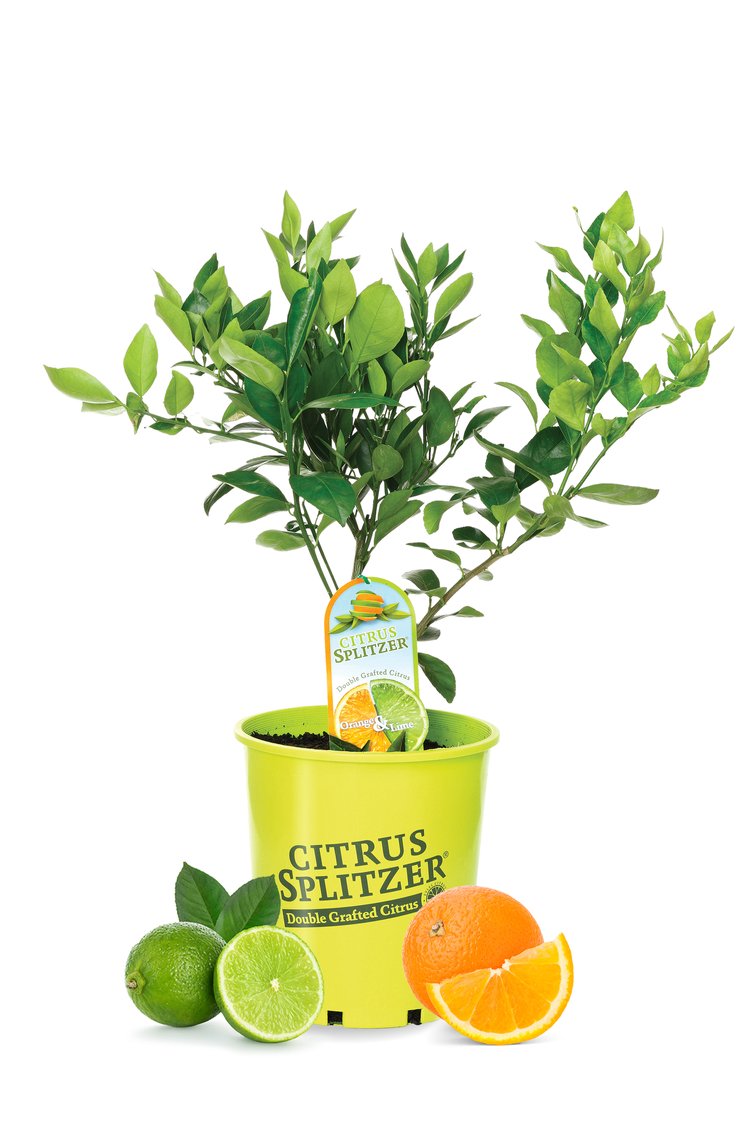 Lime & Orange Tree