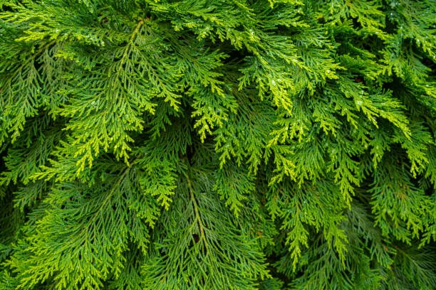 Oriental Arborvitae (Thuja orientalis) - Ladybird Nursery