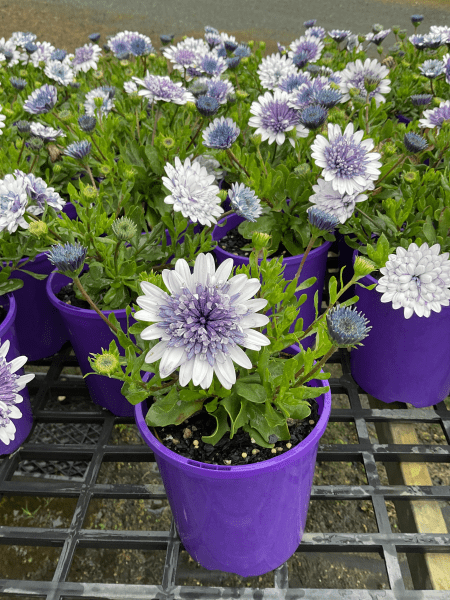Osteospermum 3D Steel Blue - Ladybird Nursery
