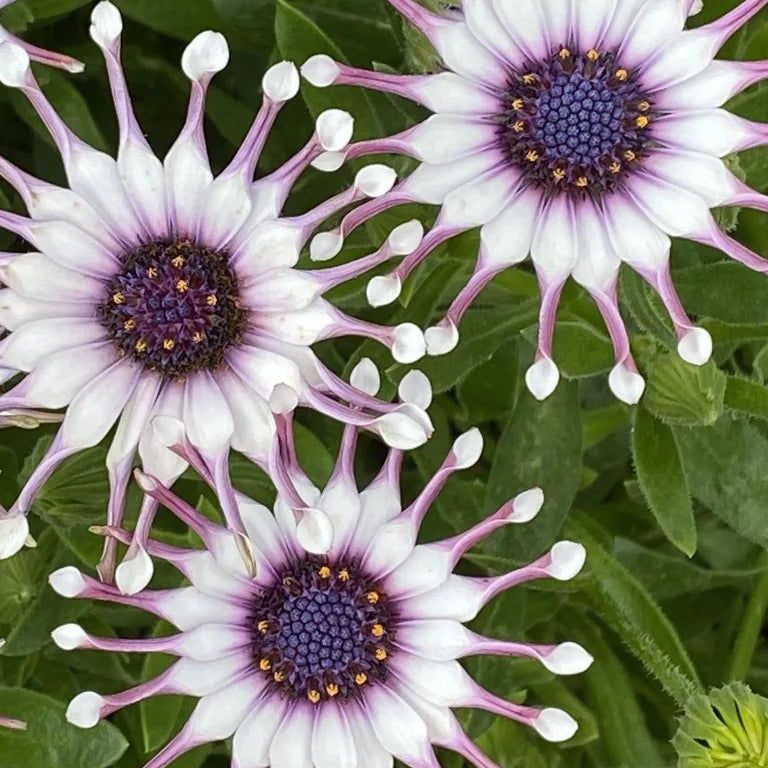 African Daisy 'Power Packed Spider White' (Osteospermum) - Ladybird Nursery