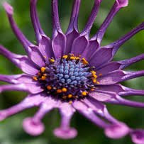 African Daisy 'Purple Pack Spider' (Osteospermum) - Ladybird Nursery