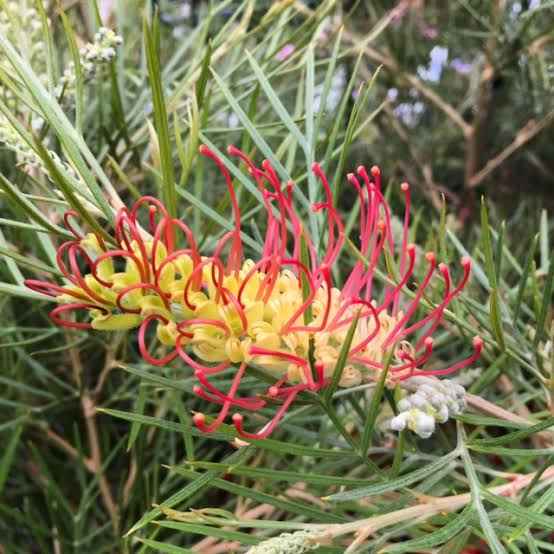 Outback Sunrise Grevillea - Ladybird Nursery