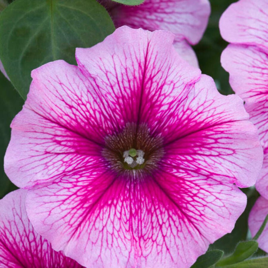 Rose Ovation (Rosa) - Ladybird Nursery