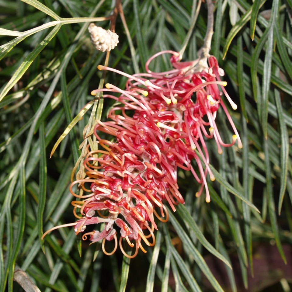 Grevillea 'Flamingo' - Ladybird Nursery